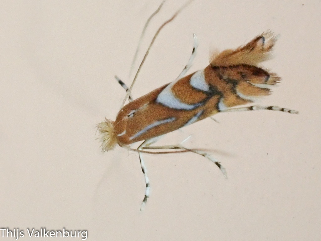 Phyllonorycter belotella