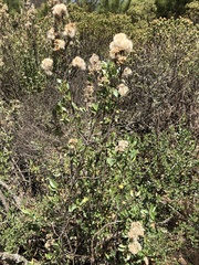 Ageratina glabrata