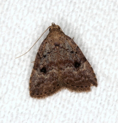 Tolpiodes oligolasia