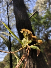 Verbesina oncophora