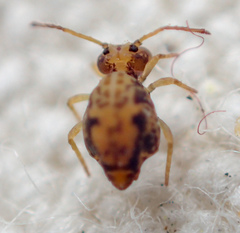 Ptenothrix maculosa