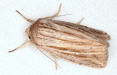 Leucania porphyrodes