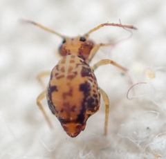 Ptenothrix maculosa