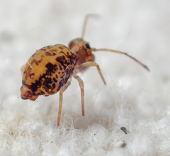 Ptenothrix maculosa
