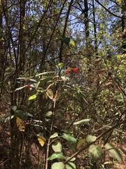 Salvia gesneriiflora