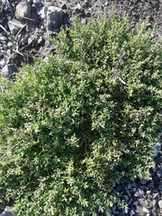 Suaeda novae-zelandiae
