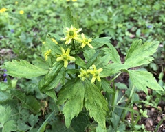 Ranunculus recurvatus