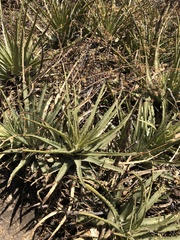 Hechtia chichinautzensis