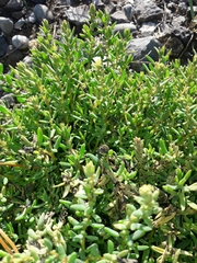 Suaeda novae-zelandiae