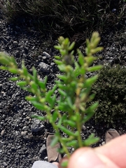 Suaeda novae-zelandiae