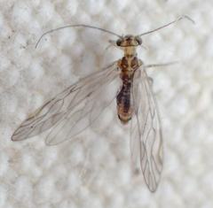 Philotarsus kwakiutl