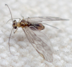 Philotarsus kwakiutl