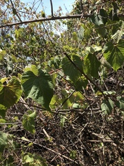 Vitis tiliifolia