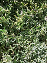 Suaeda novae-zelandiae