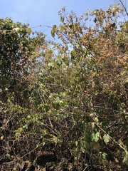 Vitis tiliifolia