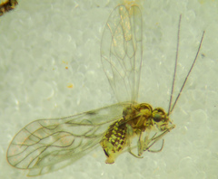 Philotarsus kwakiutl