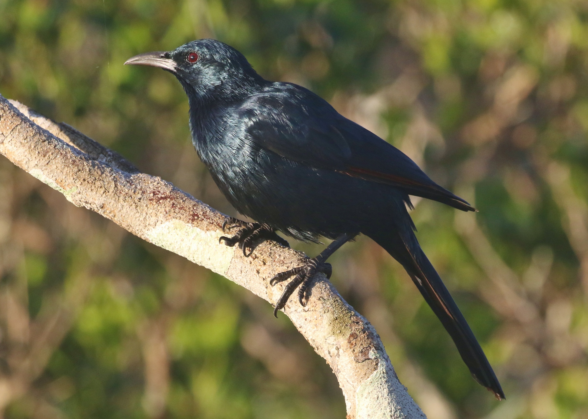 Socotra Starling illustration