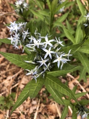 Amsonia tabernaemontana