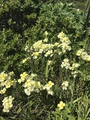 Erysimum concinnum