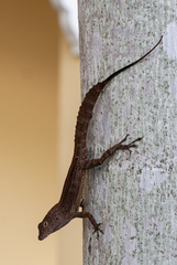 Anolis cristatellus