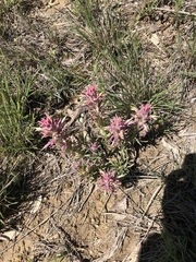 Castilleja sessiliflora