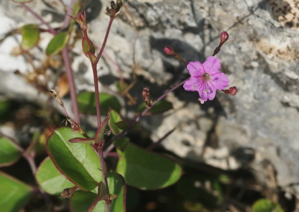 Commicarpus heimerlii