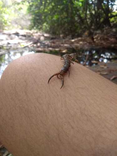 Amazonian Tricolor Centipede