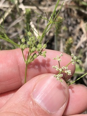 Spermolepis echinata