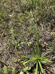 Spermolepis echinata