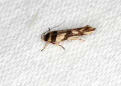 Macrobathra aphristis