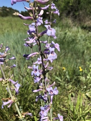 Penstemon fendleri