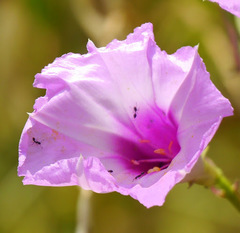 Ipomoea cordatotriloba cordatotriloba