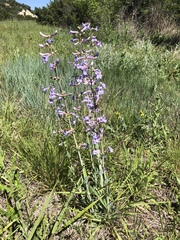 Penstemon fendleri