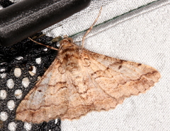 Gastrinodes bitaeniaria