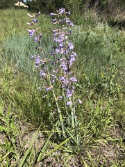 Penstemon fendleri