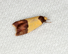 Heteroteucha dichroella