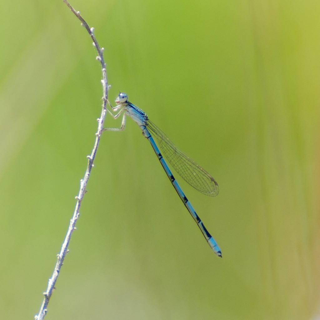 Double-striped Bluet (dragonflies And Damselflies Of Alabama) · Inaturalist