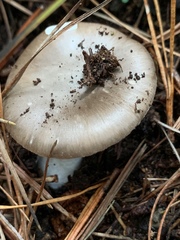 Amanita marmorata