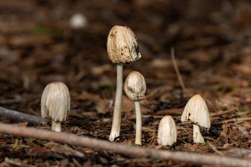 iNaturalist observation photo of flocculose inkcap