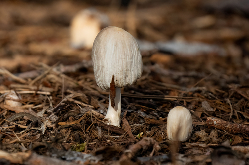 iNaturalist observation photo of flocculose inkcap