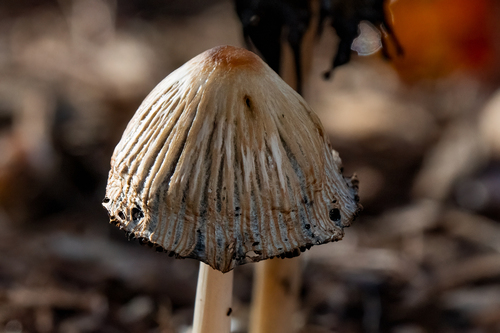 iNaturalist observation photo of flocculose inkcap
