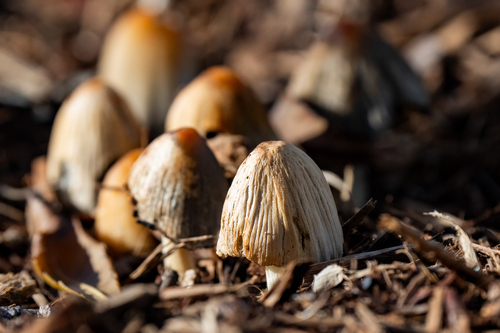 iNaturalist observation photo of flocculose inkcap