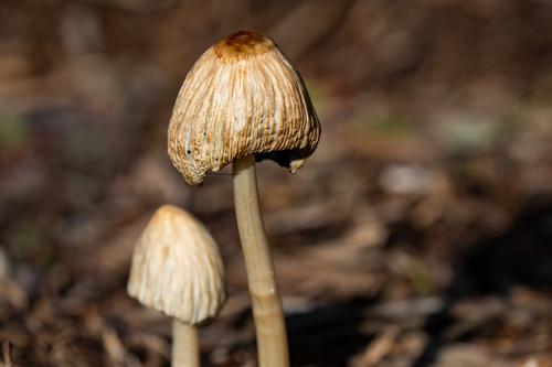 iNaturalist observation photo of flocculose inkcap