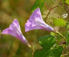 Ipomoea cordatotriloba cordatotriloba