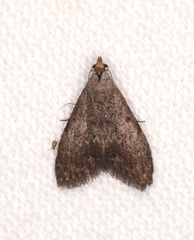 Nola pleurosema