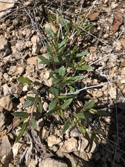 Boerhavia linearifolia