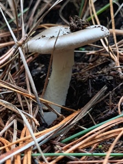 Amanita marmorata