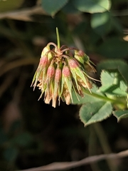 Trifolium ciliolatum