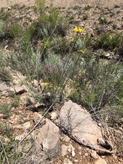 Thelesperma simplicifolium