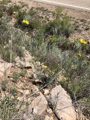Thelesperma simplicifolium